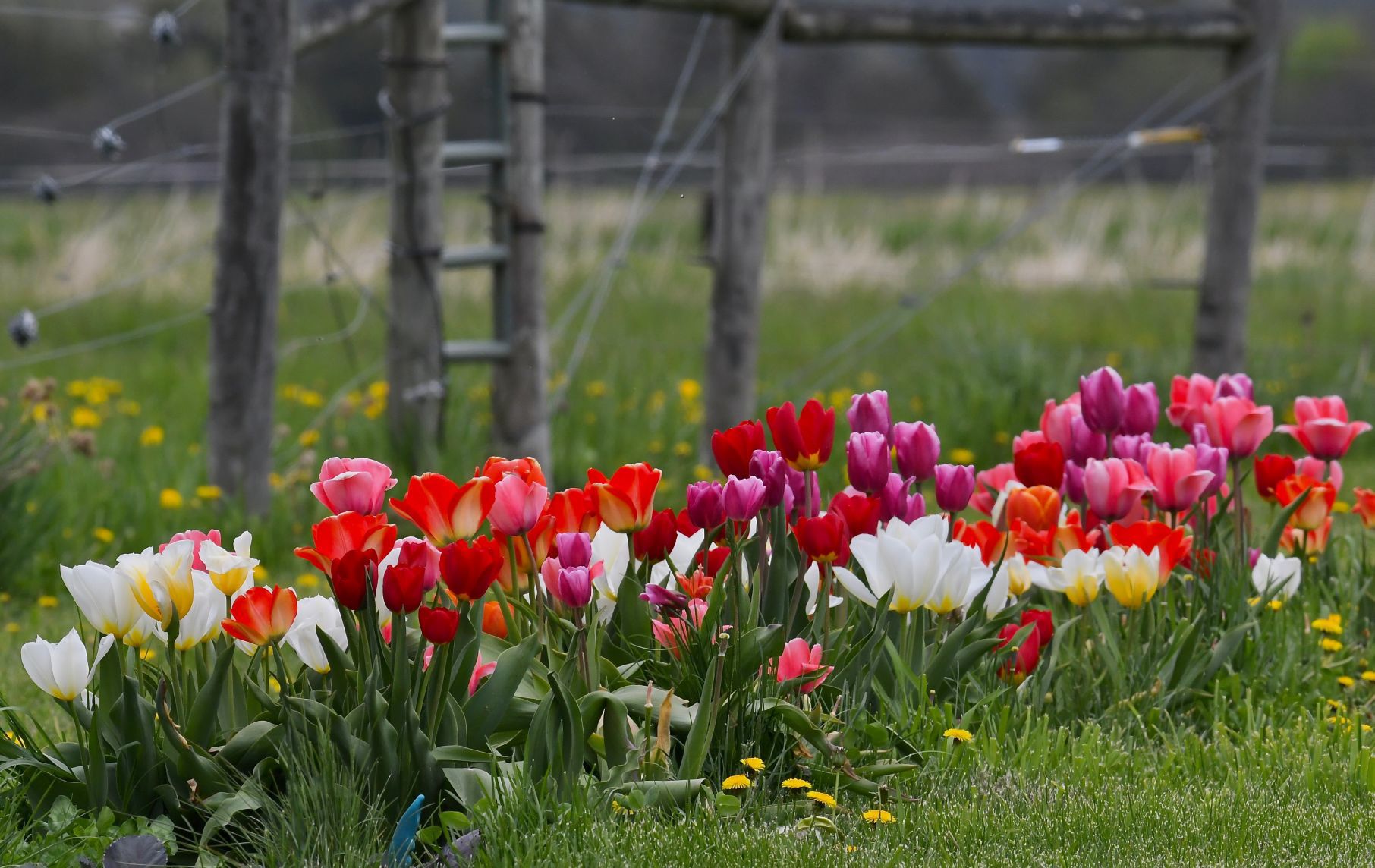 Splash of color